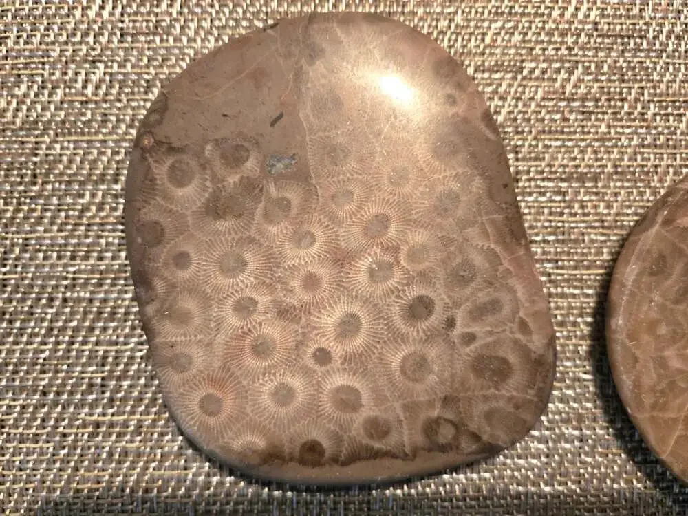 Set of 4 Polished Petoskey Stone Fossil Coral Drink Coasters with Cork Backing